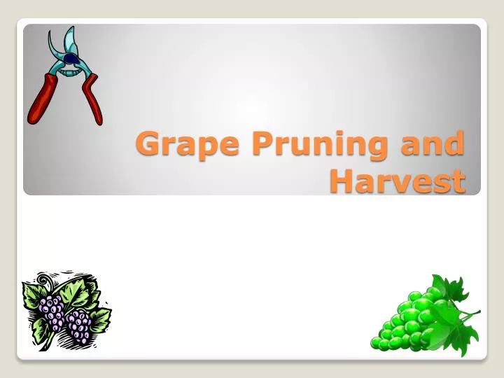 grape pruning and harvest