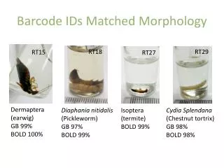 Barcode IDs Matched M orphology