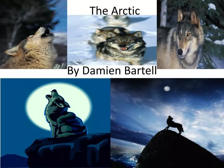 the arctic by damien bartell