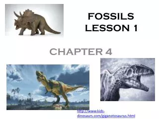 FOSSILS LESSON 1