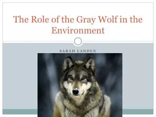 The Role of the Gray Wolf in the Environment
