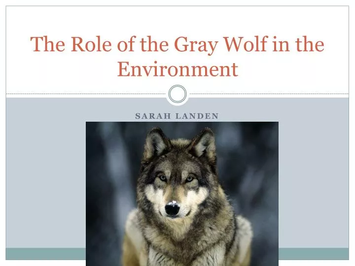 the role of the gray wolf in the environment