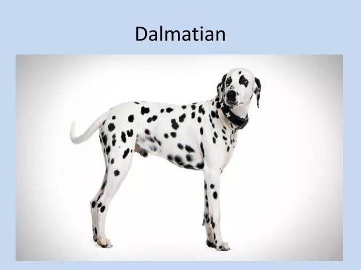 dalmatian