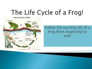 The Life Cycle of a Frog!