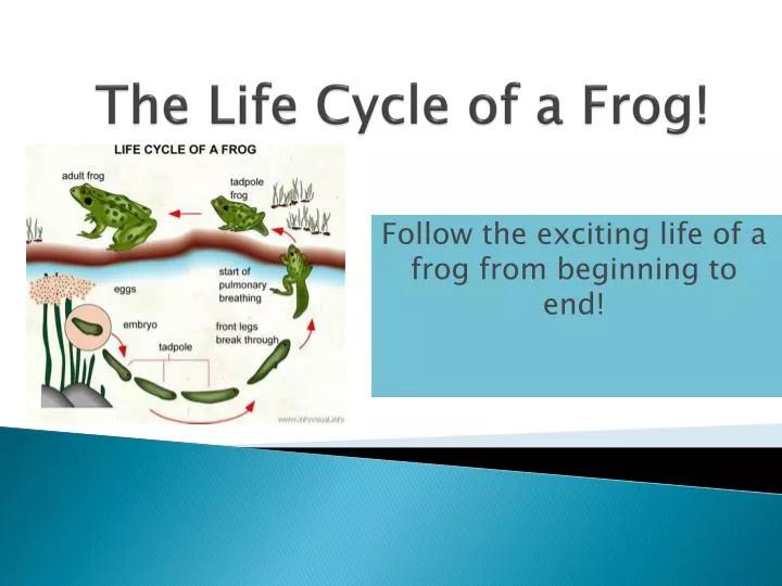 the life cycle of a frog