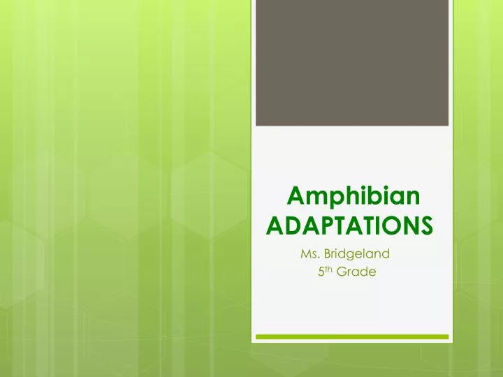 amphibian adaptations