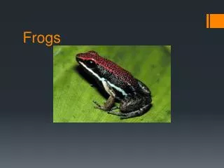frogs