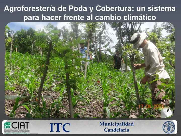 agroforester a de poda y cobertura un sistema para hacer frente al cambio clim tico