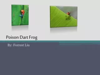 poison dart frog