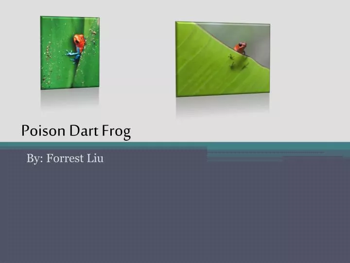 poison dart frog