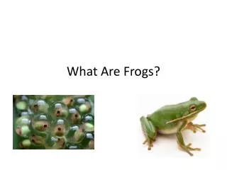 What Are Frogs?