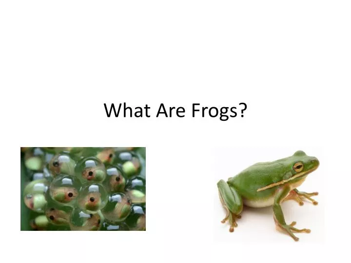 what are frogs