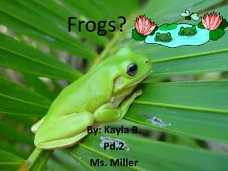 Frogs?