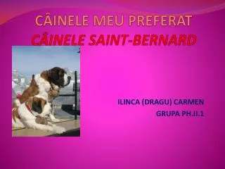 c inele meu preferat c inele saint bernard