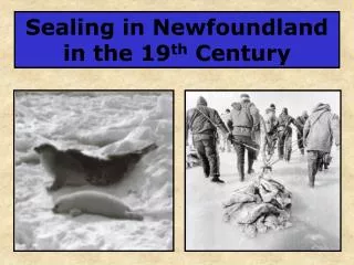 Sealing in Newfoundland in the 19 th Century
