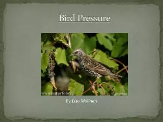 Bird Pressure