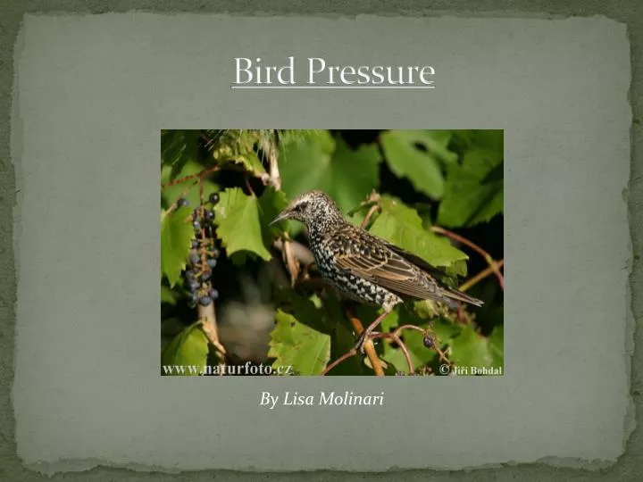 bird pressure