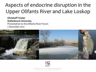 Aspects of endocrine disruption in the Upper Olifants River and Lake Loskop