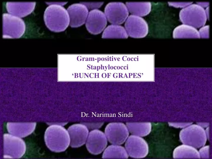 gram positive cocci staphylococci bunch of grapes