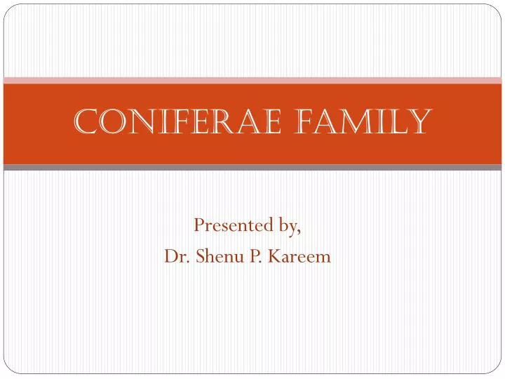 coniferae family