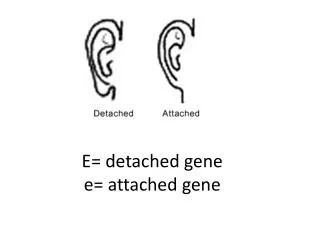 E = detached gene e= attached gene