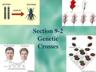 Section 9-2 Genetic Crosses