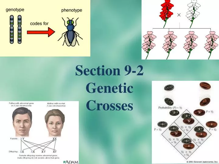 section 9 2 genetic crosses