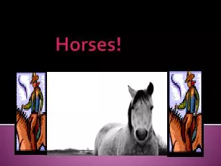 Horses!