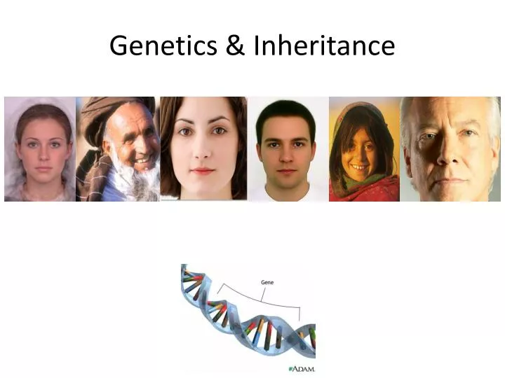genetics inheritance
