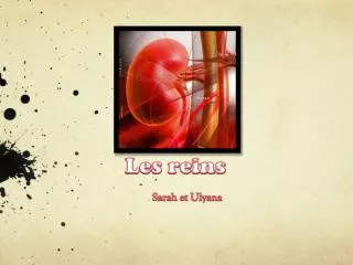les reins