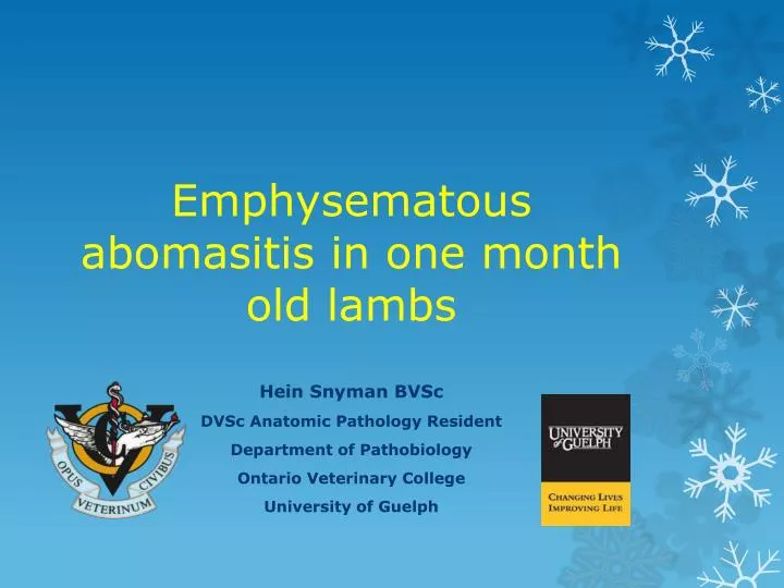 emphysematous abomasitis in one month old lambs
