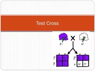 test cross