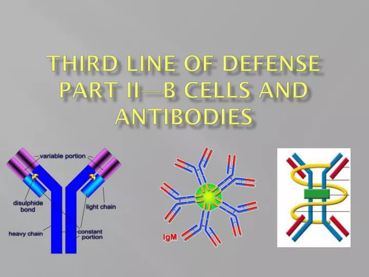 third line of defense part ii b cells and antibodies