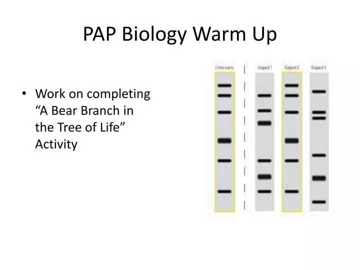 pap biology warm up