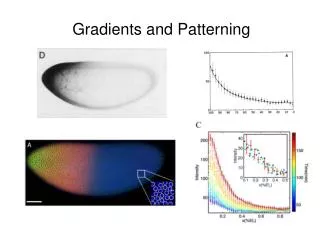 Gradients and Patterning