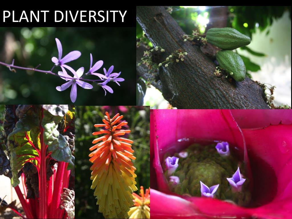 PPT - PLANT DIVERSITY PowerPoint Presentation, free download - ID:2160453