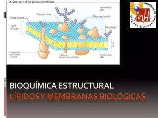Bioquímica Estructural Lípidos y mem branas biológicas