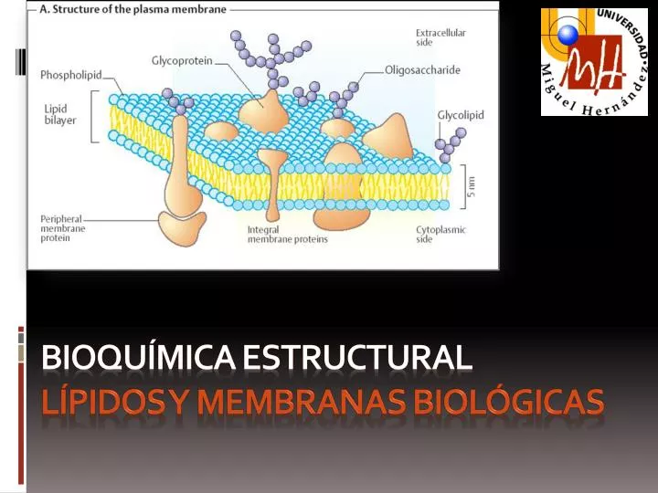 bioqu mica estructural l pidos y mem branas biol gicas