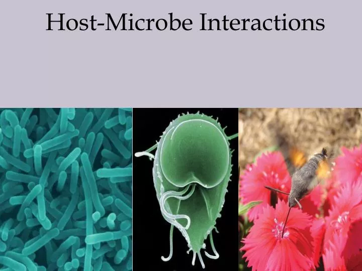 host microbe interactions