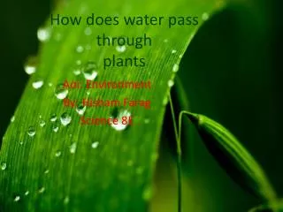 How does water pass through plants