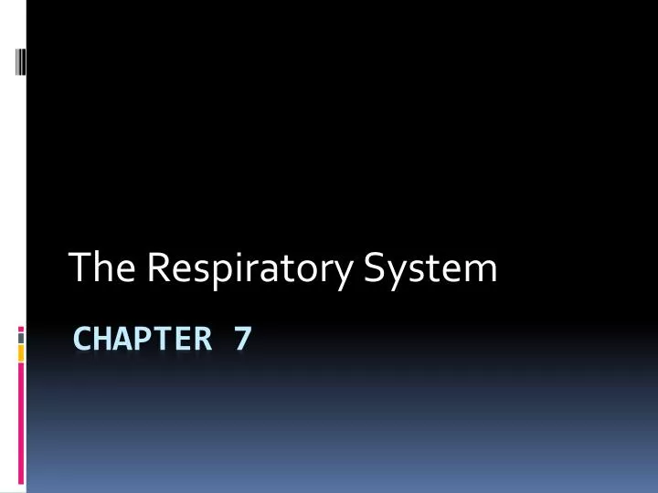 the respiratory system