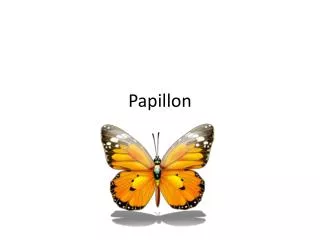 papillon