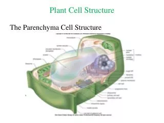 Plant Cell Structure