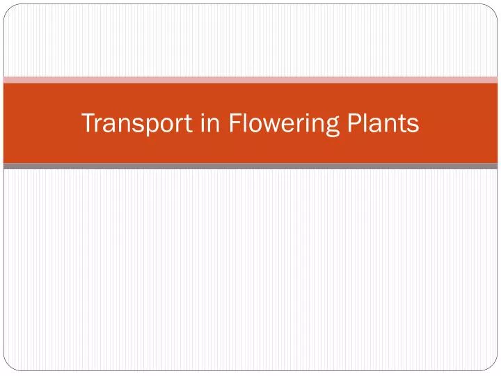 transport in flowering plants