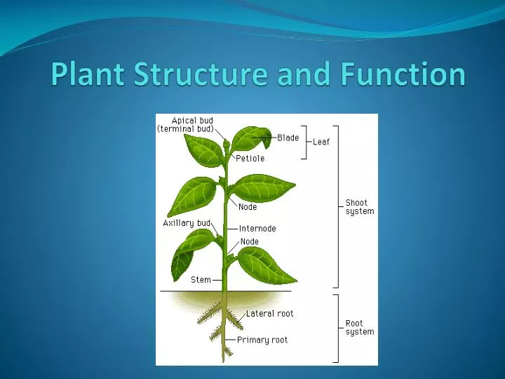 plant structure and function