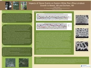 Impacts of Ozone Events on Eastern White Pine ( Pinus strobus )
