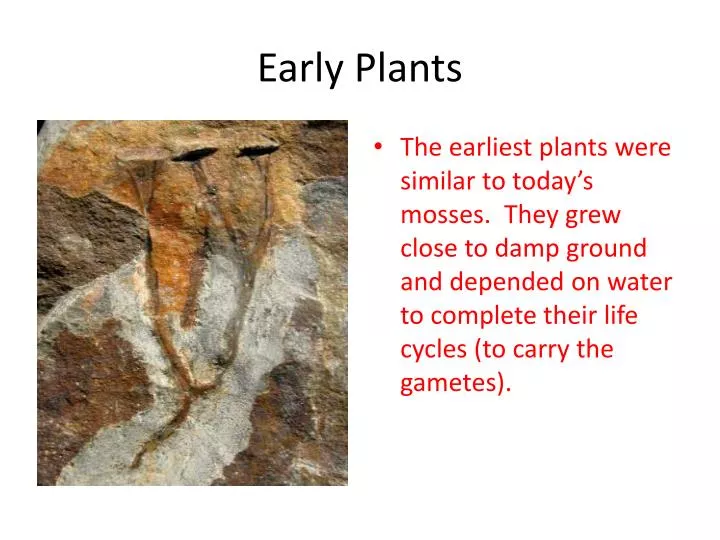 early plants