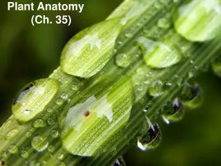 Plant Anatomy (Ch. 35)