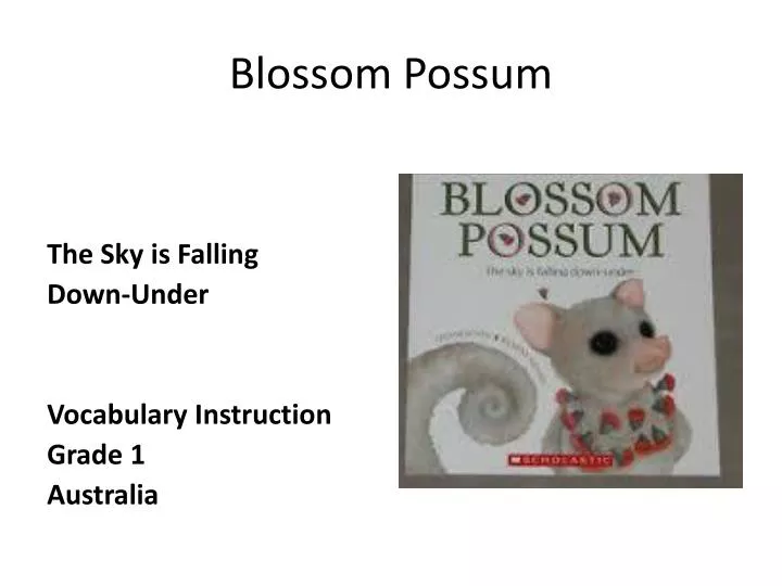 blossom possum