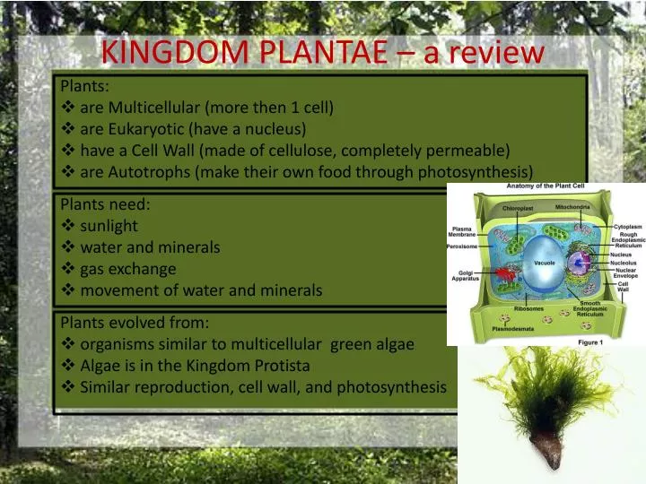 kingdom plantae a review